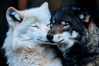 Close-up portrait of two wolves, white and black, showing affection and bonding behavior against dark background, demonstrating natural wildlife interaction.