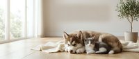 Adorable husky puppies resting on soft blanket in bright modern living room with natural sunlight streaming through window creating cozy domestic scene.