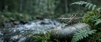 Wooden stick sculpture resting on moss-covered rock beside flowing stream in lush forest environment with ferns and natural woodland atmosphere.