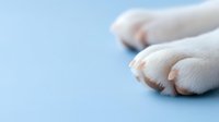 White cat paws with pink pads close-up on light blue background, minimalist composition showing tenderness and softness of pet's feet.