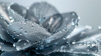 Delicate flower petals covered in morning dew drops create dramatic macro photography composition in monochromatic blue tones, showcasing nature's pure elegance.