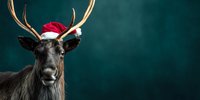 Reindeer with antlers wearing Santa hat against dark green background, festive holiday concept for Christmas season designs.