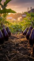 Fresh purple eggplants growing in organic farm field during golden hour sunset with industrial background for agricultural and farming concepts.