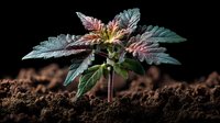 Young cannabis plant with colorful leaves growing in rich soil against black background, showcasing early growth stage of marijuana cultivation.