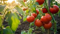 Fresh ripe red tomatoes growing on vine in organic garden with warm sunlight. Healthy homegrown vegetables ready for harvest in summer greenhouse agriculture.