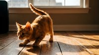 Playful orange tabby kitten exploring a sunlit wooden floor indoors, with warm natural light streaming through a window.