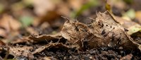 Decomposing brown autumn leaves scattered on forest floor with natural organic matter creating rich soil texture for environmental and seasonal concepts.