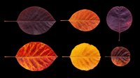 Autumn leaves collection featuring six isolated fall foliage specimens in deep burgundy, orange, and golden yellow tones. Transparent background, ready for clipart, t-shirt design, stickers, sublimation, and print-on-demand projects.