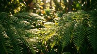 Lush green fern fronds with sunlight filtering through dense forest canopy, creating natural dappled light effects. Ideal for nature, botanical, and woodland design projects.