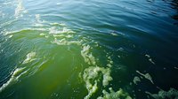 Aerial view of green algae bloom in ocean water creating abstract patterns and textures. Natural phenomenon showing environmental impact on marine ecosystem.