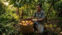 Middle-aged Hispanic male farmer harvesting fresh tropical fruits in wicker basket among lush green plantation foliage with warm sunlight filtering through leaves.
