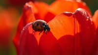 Ladybug crawling on vibrant red and orange flower petals with soft blurred background, suitable for nature, wildlife, and garden design projects.