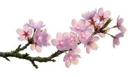 Delicate pink cherry blossoms bloom on a branch against a white background, perfect for spring designs, greeting cards, and botanical illustrations.