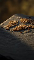 Golden wheat grains scattered on rustic stone surface with warm natural lighting for organic food and agriculture concepts.