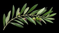 Olive branch with green leaves and fruit isolated on transparent background, ready for t-shirt design, clipart, stickers, sublimation and print-on-demand projects.