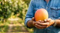 Male farmer in denim shirt holding fresh ripe apricot or peach in hands at orchard garden. Harvest season produce for food, agriculture, farming concepts.