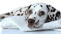 Dalmatian dog with white and black spots resting head on white towel against white background, suitable for pet care, grooming, wellness and veterinary content.