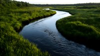 Winding river flowing through lush green marshland with forest edge in background, creating serene natural landscape.