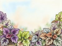 Watercolor heuchera plants with purple, green, and coral foliage border on soft blurred background. Isolated botanical illustration for design, gardening content, and decorative projects.