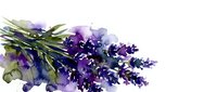 Fresh lavender bouquet with purple flowers and green stems isolated on white background for aromatherapy spa wellness natural organic botanical design.