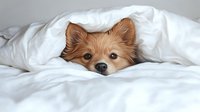 Adorable Pomeranian puppy peeking out from under white bedding, showing expressive eyes and fluffy ears against soft white duvet cover, creating cozy morning atmosphere.