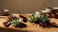 Small succulent plants arranged on sandy surface with ceramic pottery bowls and cinnamon sticks creating warm desert botanical composition for home decor.