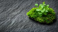 Fresh green sprouts and moss growing on dark stone surface with soft natural lighting, representing growth, nature, and minimalism in wellness concept.