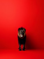Majestic male lion standing confidently on vibrant red background with copy space for advertising and marketing campaigns.