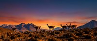 Silhouettes of wild goats grazing on rocky mountain terrain during golden hour sunset with dramatic orange and purple sky backdrop creating scenic wilderness landscape.