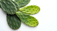 Fresh green cactus pads with spines isolated on white background for culinary and botanical design projects.