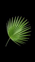 Green fan palm leaf with water droplets, isolated on transparent background. Ready for t-shirt design, stickers, sublimation, print on demand, and clipart projects.