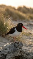 Oystercatcher bird perched on driftwood log at beach during golden hour sunset with coastal dunes and grass in soft focus background for wildlife photography.