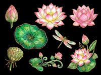 Lotus flowers and lily pads isolated on transparent background. Pink blooms, green leaves, dragonfly, and seed pods ready for t-shirt design, clipart, stickers, sublimation, and print-on-demand projects.