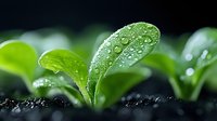 Fresh green sprout with water drops growing from dark soil, macro photography showing morning dew on young leaves against blurred natural background.