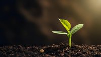 Young green plant seedling emerging from dark fertile soil with warm sunlight creating golden bokeh background for growth and nature concepts.