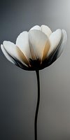 Elegant white flower with translucent petals and warm golden glow on gradient background for modern botanical design and home decor projects.