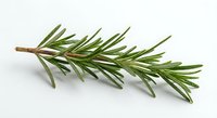 Fresh rosemary sprig with aromatic green leaves isolated on white background for culinary cooking herbs seasoning and natural ingredient designs.
