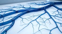 Blue anatomical blood vessels and capillaries network illustration on white background for medical education and healthcare design projects.