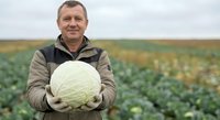 Middle-aged Caucasian farmer holding fresh white cabbage in agricultural field during harvest season for organic farming and healthy food production.