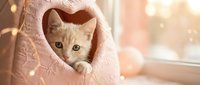 Adorable orange tabby kitten peeking from cozy pink knitted sweater pocket near sunny window with warm bokeh lights creating magical atmosphere.