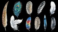 Set of ten detailed feathers including peacock, striped, spotted, and colorful varieties, isolated on transparent background. Ready for clipart, stickers, t-shirt design, and print on demand.