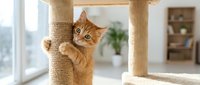 Playful ginger tabby cat climbing rope-wrapped post on cat tree, looking at camera with paws raised in bright home interior with windows.