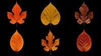 Six autumn leaves in warm red, orange, and brown tones, isolated on transparent background. Ready for clipart, stickers, t-shirt design, sublimation, and print on demand.