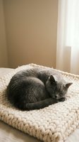 Gray tabby cat sleeping peacefully on chunky knit blanket in cozy bedroom with soft natural light for pet care and home comfort concepts.