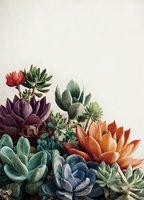 Colorful succulent arrangement with purple, orange, blue, and green plants against neutral beige background, perfect for botanical design projects.