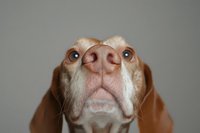 Close-up of a curious Vizsla dog looking up, showcasing its expressive nose and face against a neutral gray background.