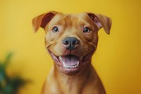 Smiling brown pit bull type dog with bright blue eyes against yellow background shows friendly expression in close-up portrait view.