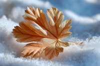 Delicate dried autumn leaf resting on fresh white snow, showcasing natural contrast between seasons with soft blue bokeh background and detailed leaf texture.