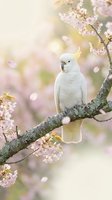 White cockatoo perched on blooming cherry blossom branch with soft pink petals and dreamy bokeh background creating peaceful spring nature scene.