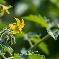 Yellow tomato flowers blooming on green plant with fuzzy leaves in garden setting. Fresh vegetable growing concept for organic farming and agriculture.
